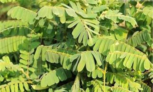 鸡骨草种子有毒吗？食用安全性和种植注意事项是什么？