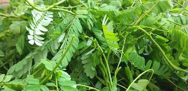 鸡骨藤和鸡骨草有什么区别？如何区分它们？