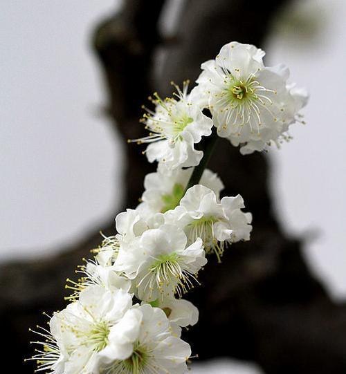 白梅花语是什么？了解白梅的象征意义和文化内涵？