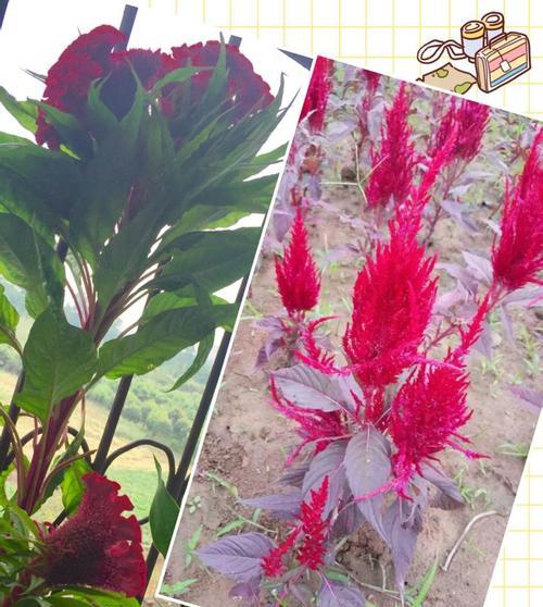 鸡冠花是多年生植物吗？如何正确养护鸡冠花？