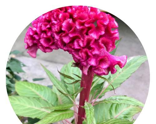 鸡冠花是多年生植物吗？如何正确养护鸡冠花？