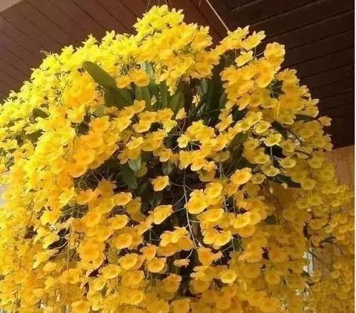白石斛兰花语有哪些含义？