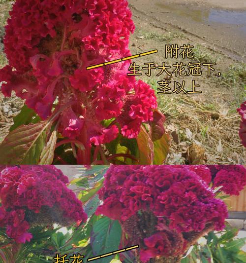 鸡冠花有毒吗？室内养殖需要注意什么？