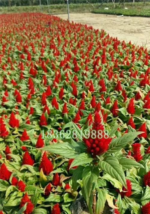 鸡冠花种植的最佳时间是什么时候？如何正确种植？