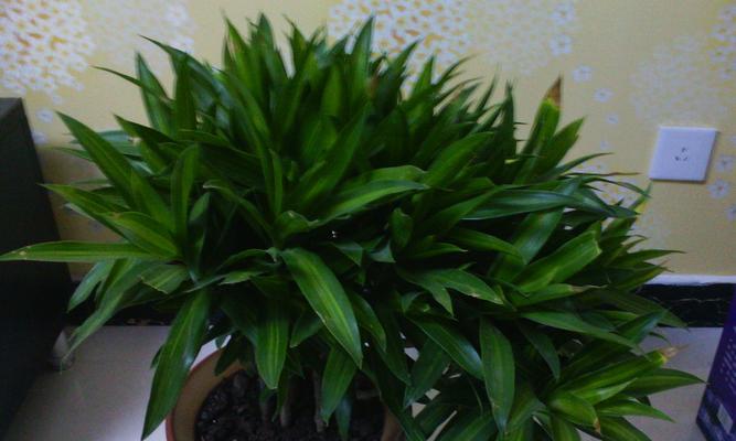 百合竹花象征着什么？了解其寓意和文化价值？