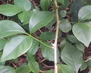 鸡脚菜又叫什么菜？这种蔬菜的别名有哪些？
