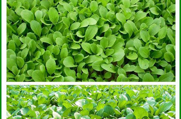 鸡毛菜和油菜是同一种菜吗？它们的区别是什么？