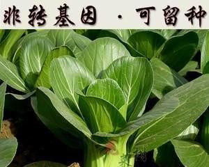 鸡毛菜和油菜是同一种菜吗？它们的区别是什么？