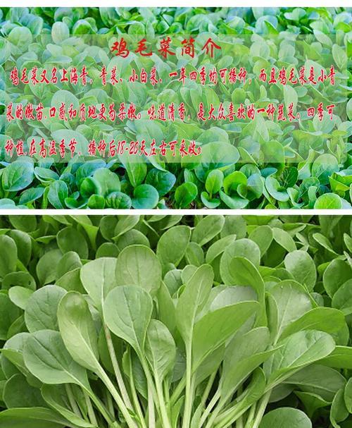 鸡毛菜和油菜是同一种菜吗？它们的区别是什么？