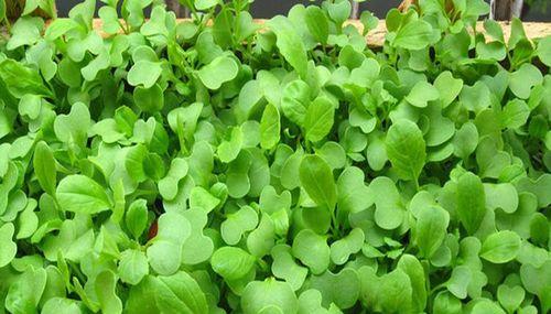 鸡毛菜几月份种植最合适？如何确保高产？