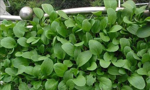 鸡毛菜播种的最佳时间是什么时候？播种后如何管理？