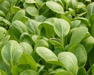 鸡毛菜什么时候种植最好？春季播种有哪些技巧？