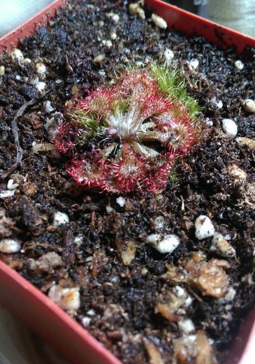 鸡毛菜徒长了怎么办？如何有效控制和管理？