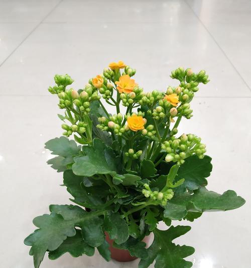 长寿花的花语有哪些含义？