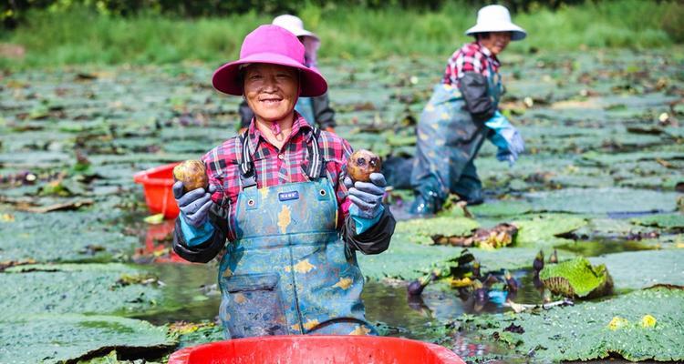 鸡头果什么时候上市成熟收获时间？如何判断最佳采摘时机？