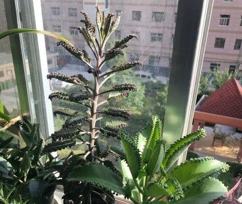长寿花与落地生根的区别是什么？各自的花语有何不同？