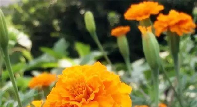 橙色菊花的花语有哪些含义？