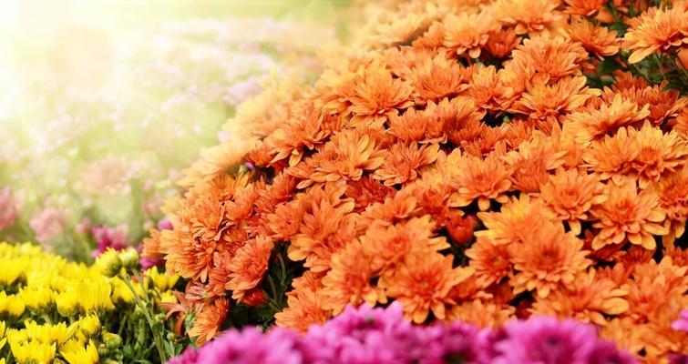 橙色菊花的花语有哪些含义？