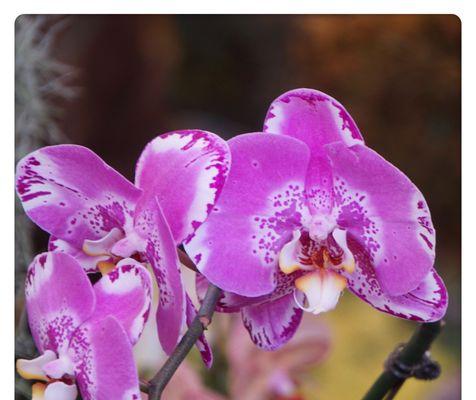 春兰的花语是什么？它象征着什么含义？