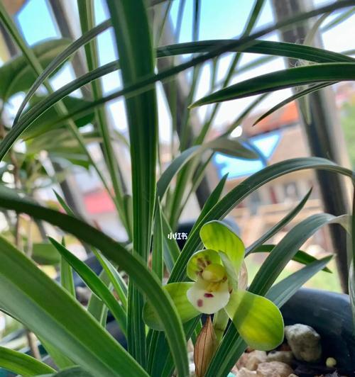 春兰花代表什么？春兰花的花语有哪些含义？