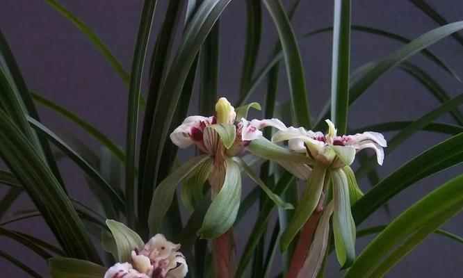 春兰花代表什么？春兰花的花语有哪些含义？