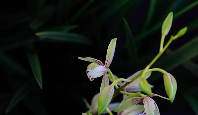 春兰花的花语有哪些含义？