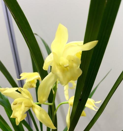春兰花的花语有哪些含义？