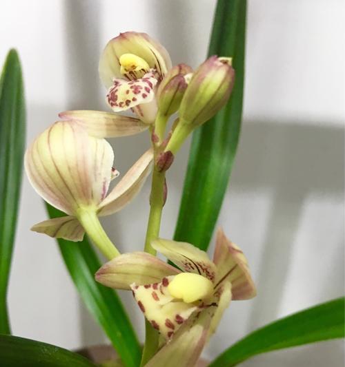 春兰花的花语有哪些含义？