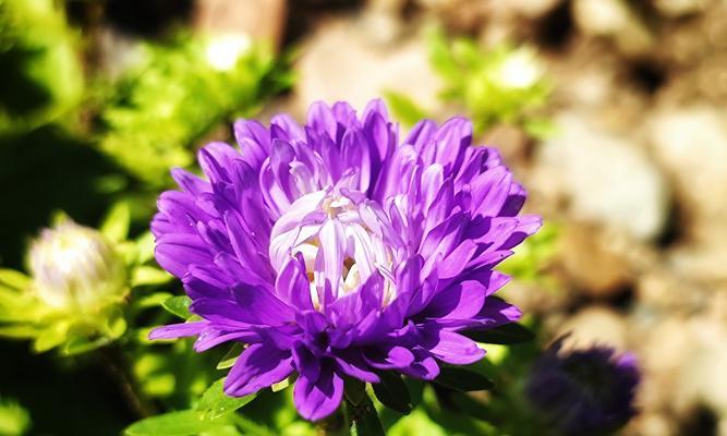 翠菊代表什么含义？翠菊的花语有哪些常见问题？