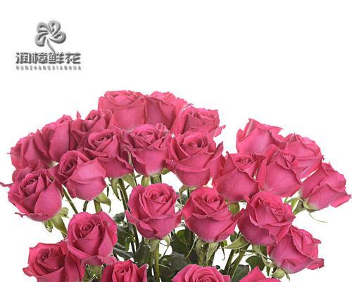 大桃红玫瑰代表什么？大桃红玫瑰的花语有哪些含义？