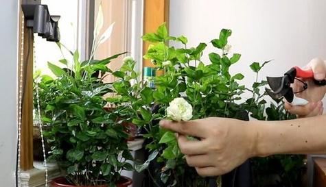 积水凤梨上盆的最佳时间是什么时候？如何正确养护？