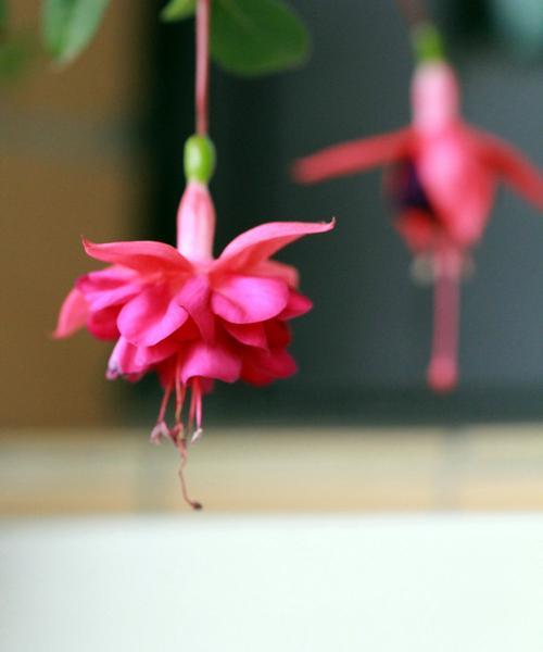 吊钟海棠花语是什么？吊钟海棠花语的含义有哪些？