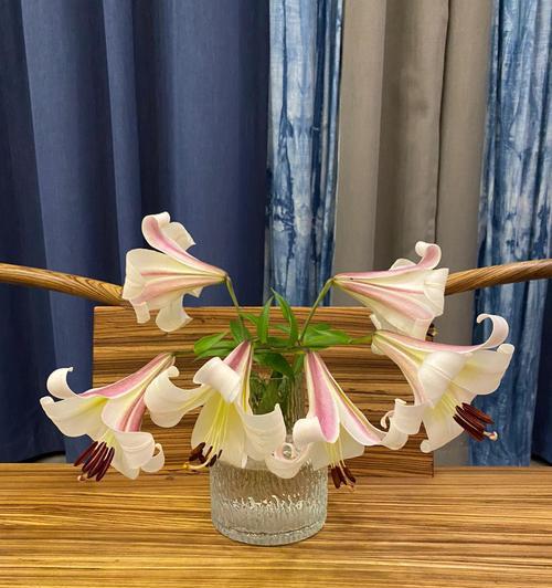 蝶花百合花语有哪些含义？