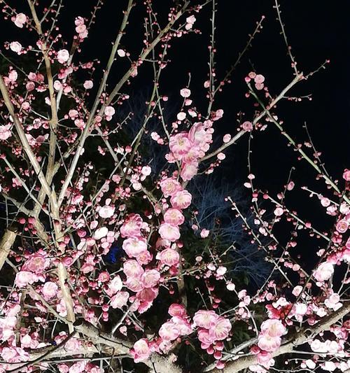 冬天梅花的特点是什么意思？如何欣赏梅花的美？
