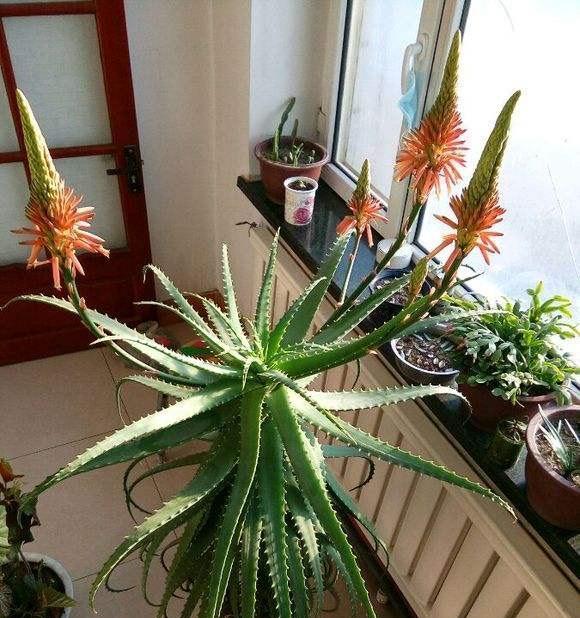 多肉芦荟的花语有哪些？如何解读它们的象征意义？