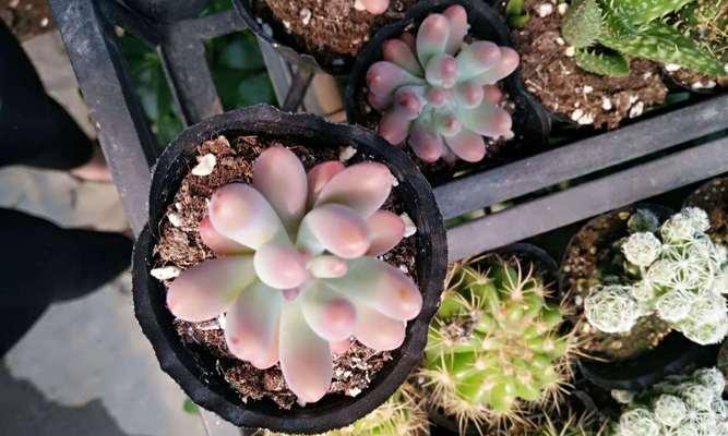 多肉仙人掌的花语是什么？如何养护才能开花？