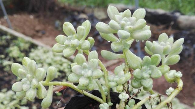 姬秋丽怎么养长的好？掌握这些技巧轻松养出健康植株！