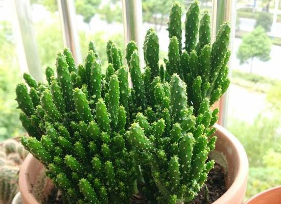姬珊瑚养护技巧：如何促进开花？常见问题解答？