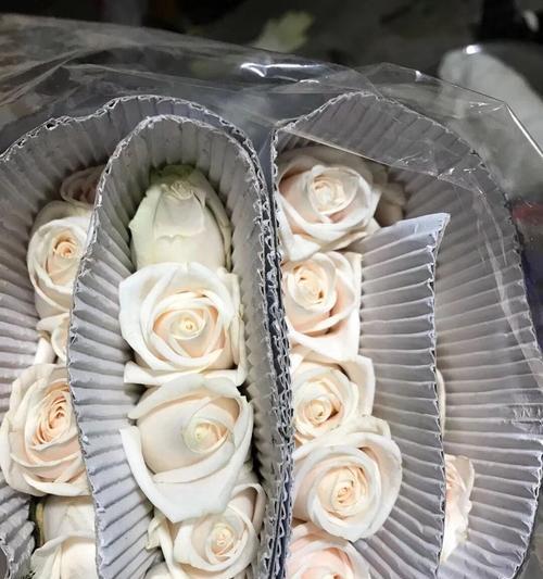芬德拉玫瑰花语代表什么含义？