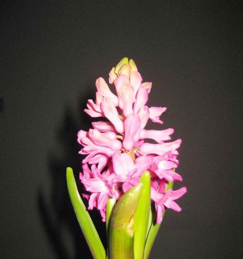 粉风信子的花语是什么？如何正确解读粉风信子的象征意义？