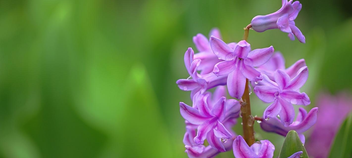 粉红风信子花语是什么？粉红风信子代表什么含义？