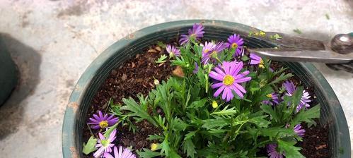 姬小菊养殖需要注意什么？如何正确养殖姬小菊？