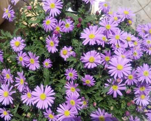 姬小菊冬天会开花吗？如何确保冬季开花？