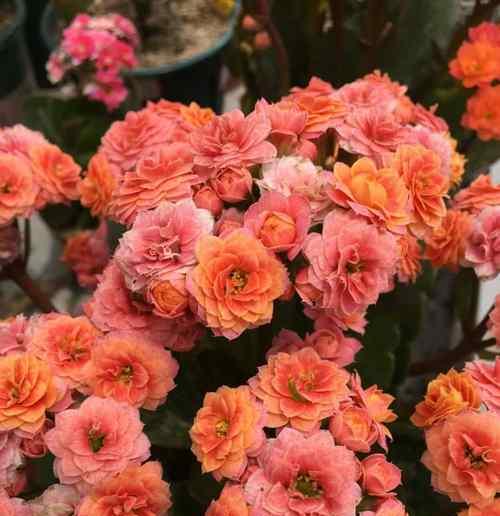 粉色长寿花花语代表什么？如何解读粉色长寿花的含义？