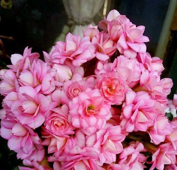 粉色长寿花花语代表什么？如何解读粉色长寿花的含义？