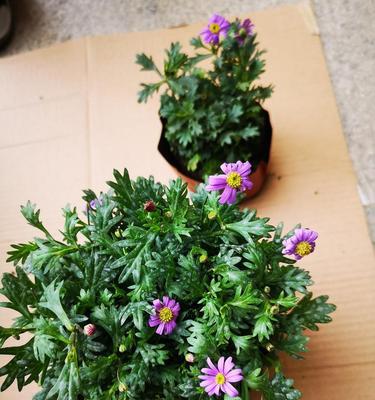 姬小菊耐寒吗？姬小菊能过冬吗？