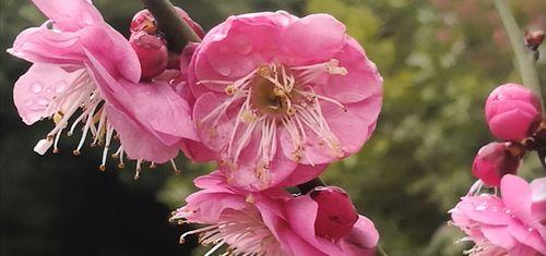 粉色梅花的花语是什么？粉色梅花代表了哪些美好寓意？
