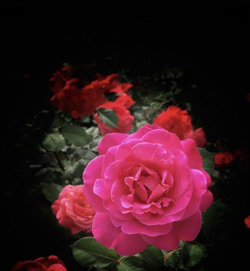 粉色月季花花语是什么？粉色月季花代表什么含义？
