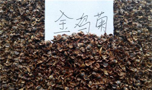 姬小菊有种子吗？如何正确购买和种植姬小菊种子？