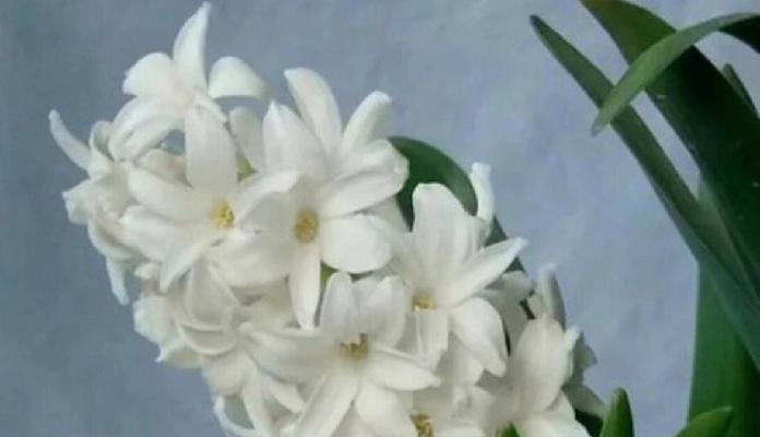 风信子的花语是什么？如何正确解读风信子的含义？